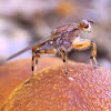 Fungus fly