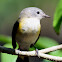 American Redstart