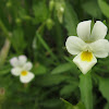 European Field Pansy