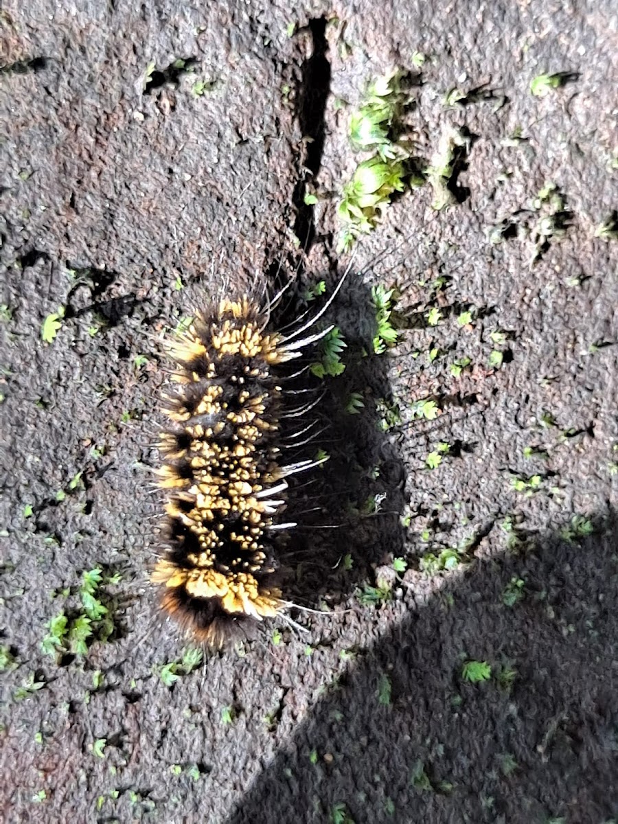 Tussock Moth Larva ??