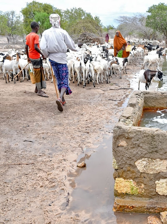 Pastoralists with their animals at a watering point in Saka, Balambala subcounty.