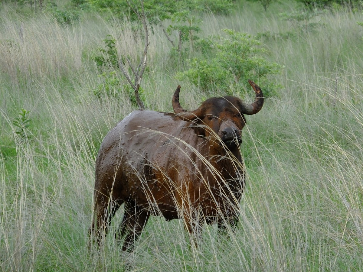 cape buffalo