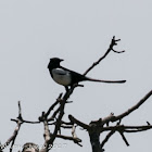 Magpie; Urraca