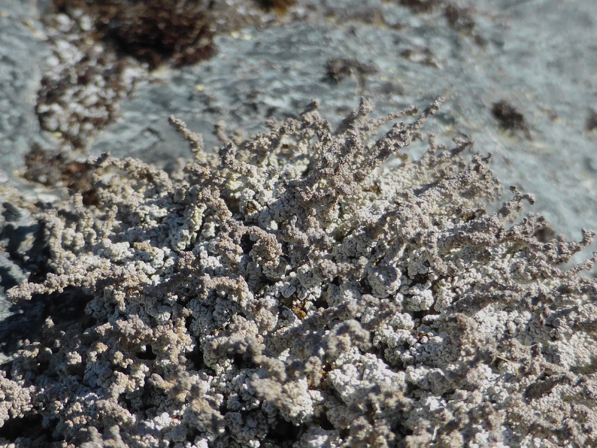 Snow Lichen