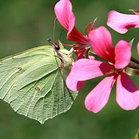 IL PROFILO DI BUTTERFLY di 