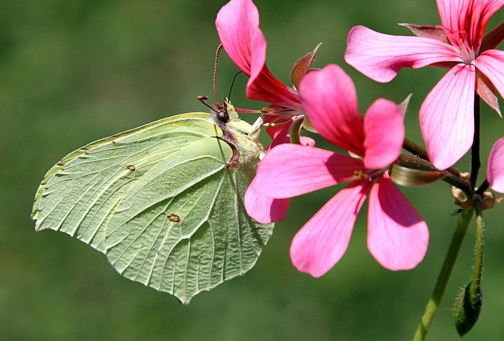 IL PROFILO DI BUTTERFLY di rafiki