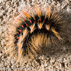 Caterpillar