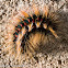 Caterpillar