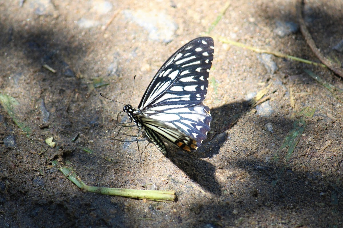 Mime (Form Clytia)