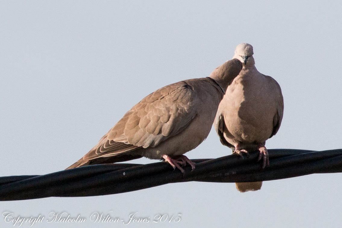 Collared Dove; Tórtola Turca