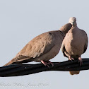 Collared Dove; Tórtola Turca