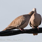 Collared Dove; Tórtola Turca