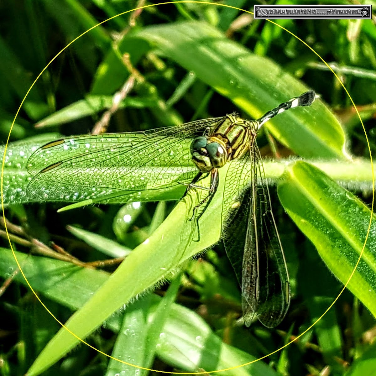 Slender Skimmer