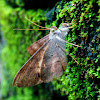 Oxyodes scrobiculata ♂