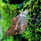 Oxyodes scrobiculata ♂