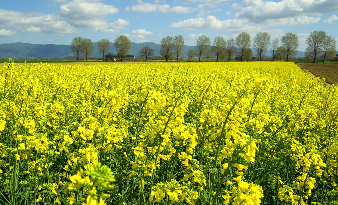 I colori dell'agricoltura : IL GIALLO di MWALTER