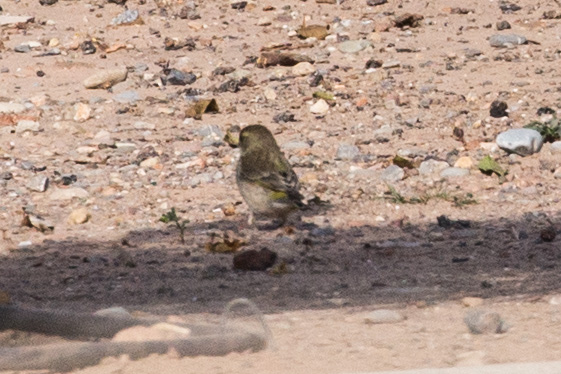 Greenfinch; Verderón