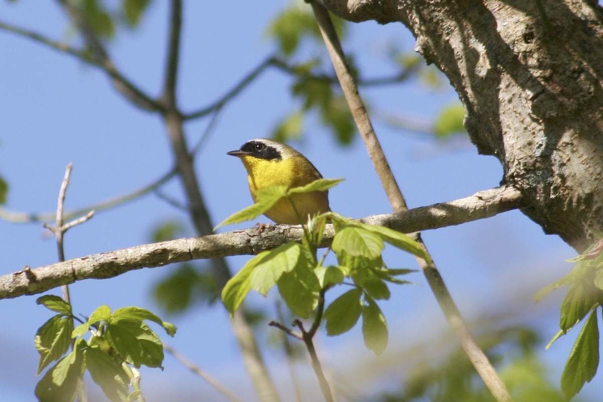 Common Yellowthroat