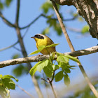 Common Yellowthroat