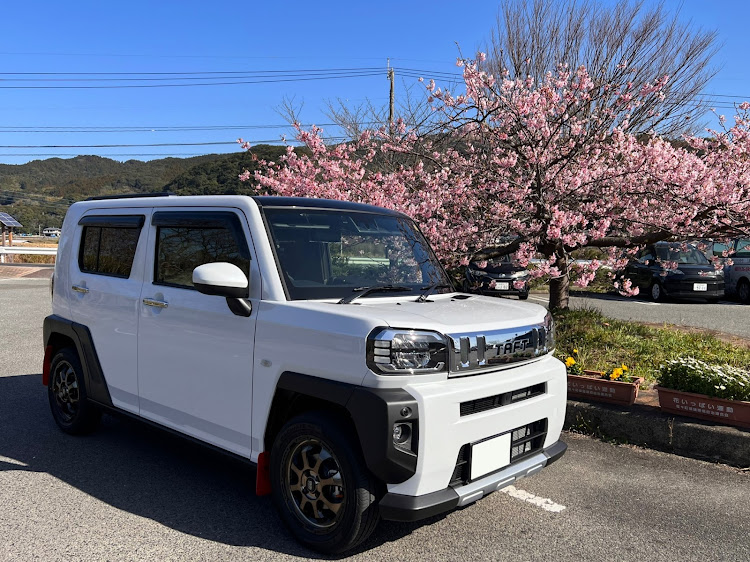 タフトのshin-kaさんが投稿したカスタム事例の投稿画像1枚目