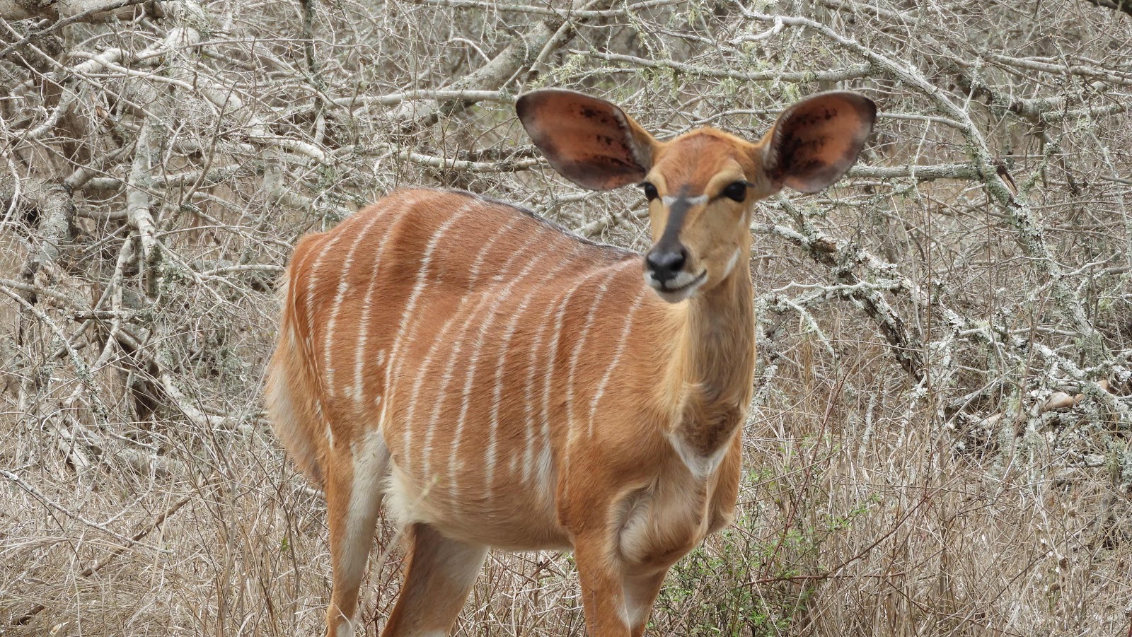 Nyala Hlane