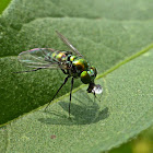 Longlegged Fly