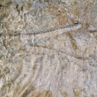 crinoid