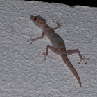 Egyptian fan-toed Gecko