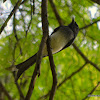 white-bellied drongo