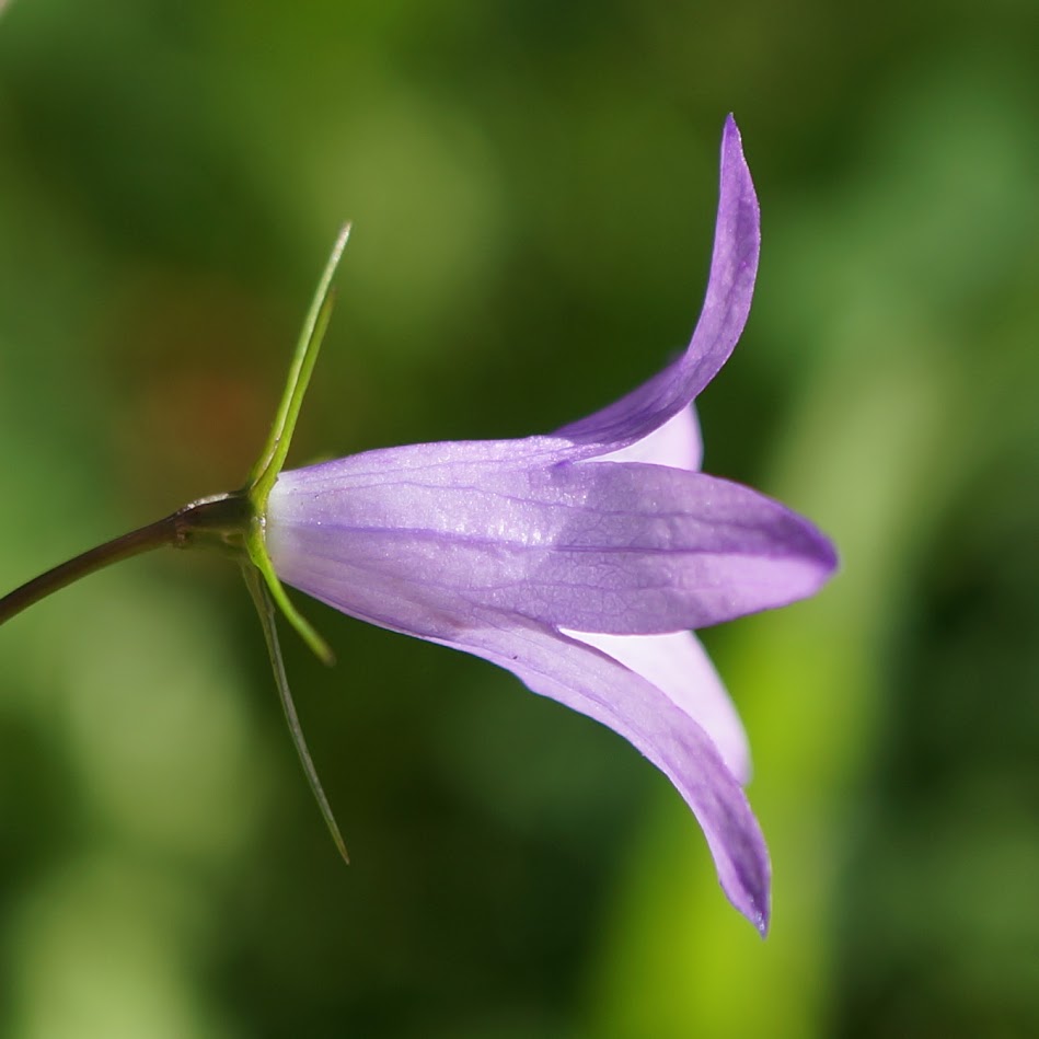 bloem en kelkblad