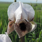 Golan Iris