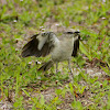 Northern Mockingbird