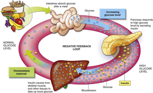 insulin and blood glucose