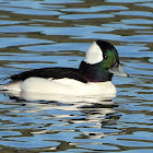 Bufflehead (male)