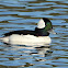 Bufflehead (male)