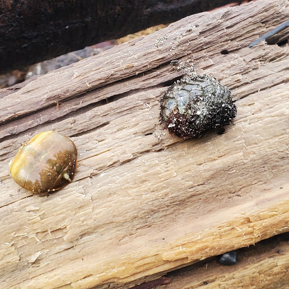 Mossy chiton Mopalia muscosa