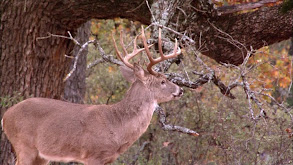 Texas in December thumbnail