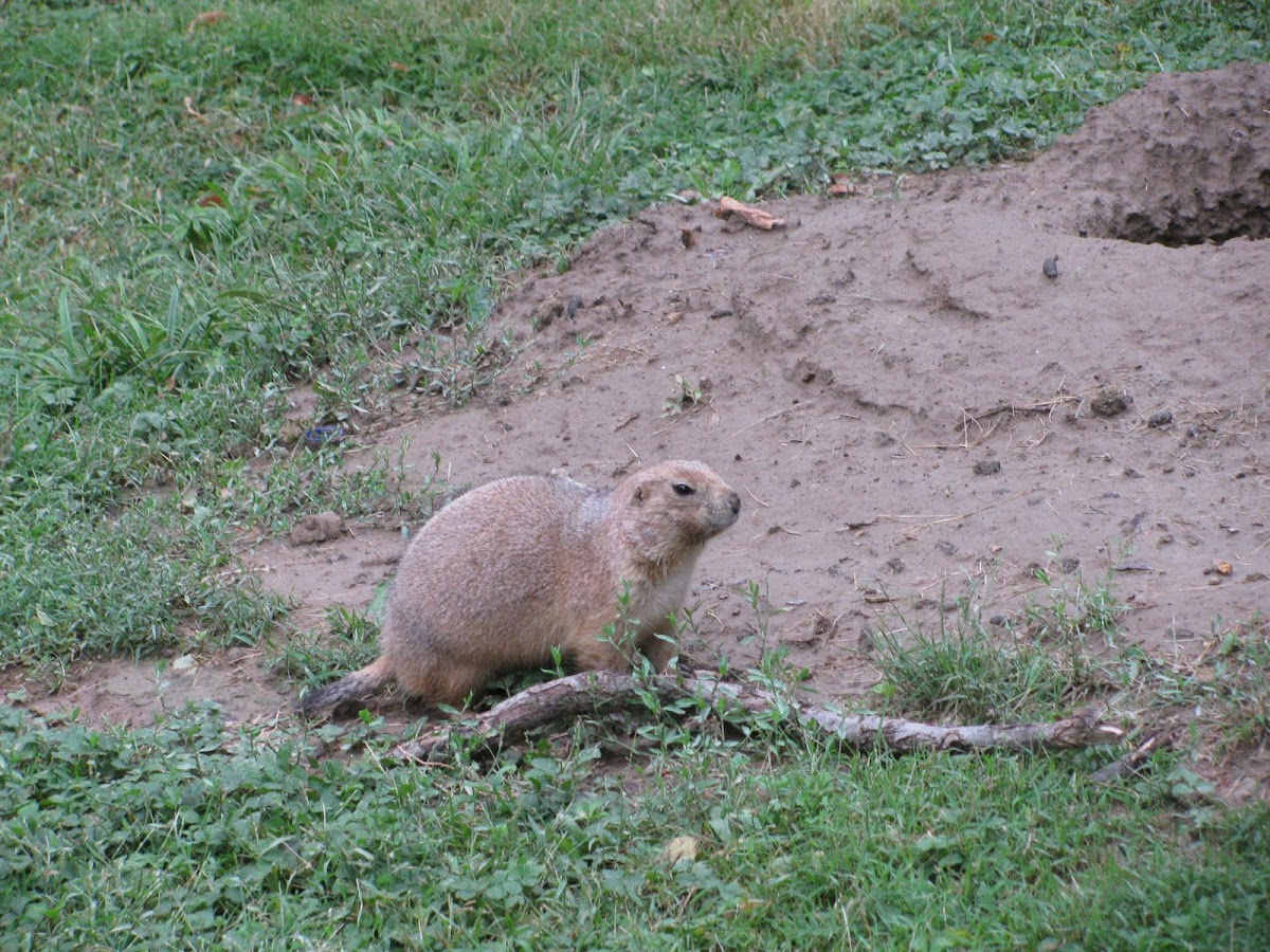 Black-tailed Prairie Dog