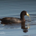 American Coot