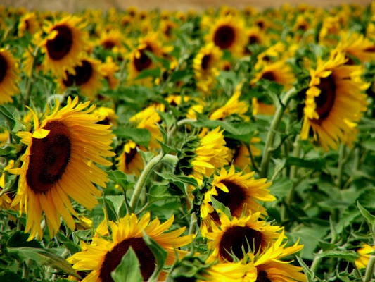 Giallo francia di puno