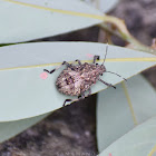 Stink Bug (Nymph)