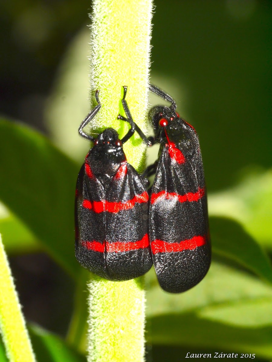 Banded Spittlebug