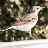 Wheatear