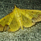 Crambid moth