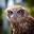 Brown Owl HD Wallpapers Nature Theme