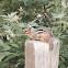 Eastern chipmunk