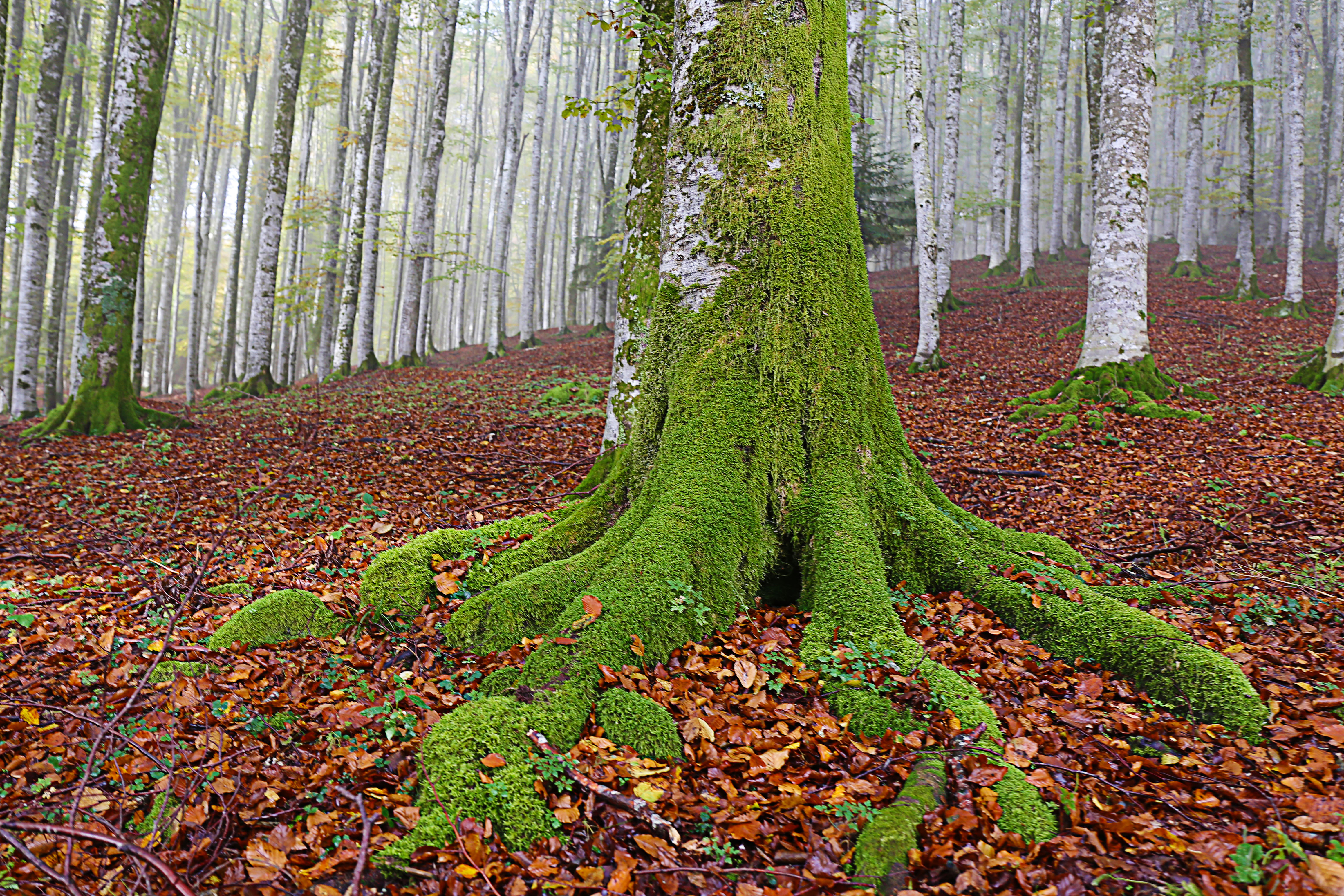 Foresta del Cansiglio di Zaporogo