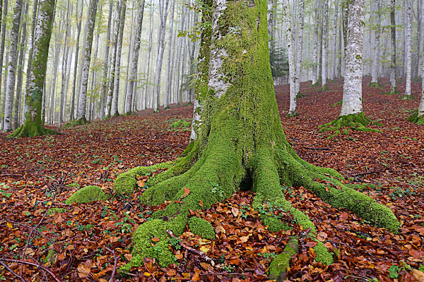 Foresta del Cansiglio di Zaporogo