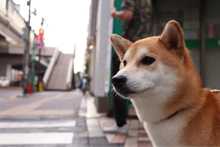 「あなたはどこへ」のメインビジュアル