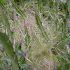 Bull Thistle